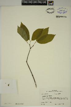 spécimen de Calycanthus floridus