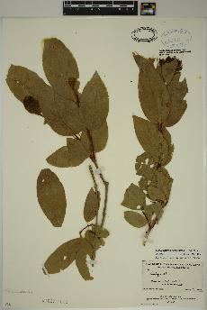 spécimen de Calycanthus occidentalis
