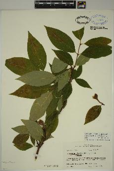 spécimen de Calycanthus floridus