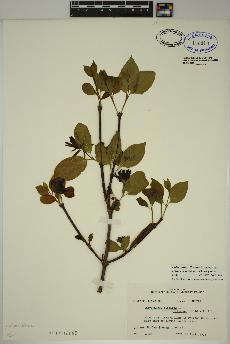 spécimen de Calycanthus floridus