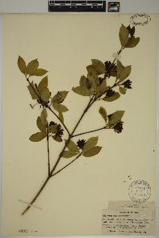 spécimen de Calycanthus floridus