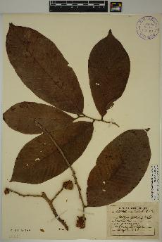 spécimen de Annona purpurea