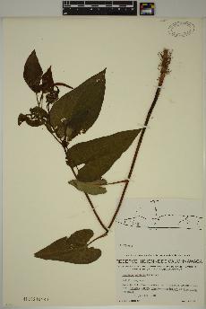 spécimen de Saururus cernuus