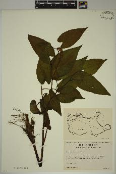 spécimen de Saururus cernuus