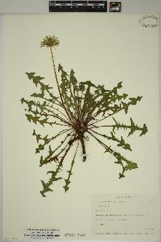 spécimen de Taraxacum officinale