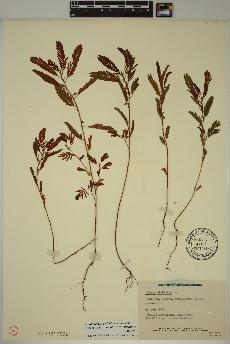 spécimen de Chamaecrista nictitans