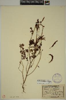 spécimen de Cassia nictitans