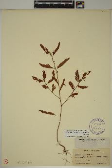 spécimen de Chamaecrista nictitans