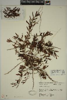 spécimen de Chamaecrista nictitans