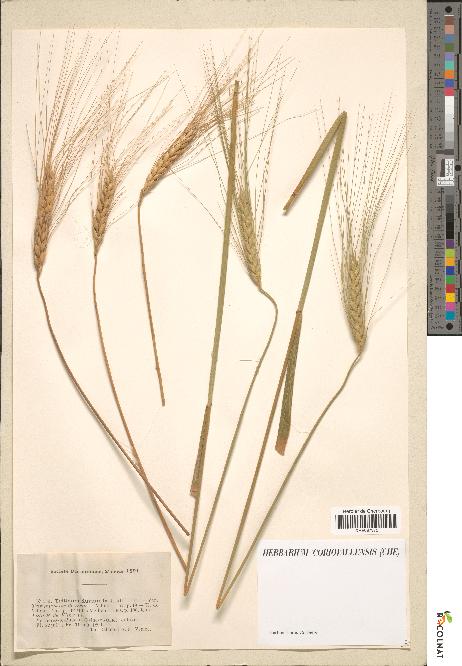 spécimen de Triticum durum