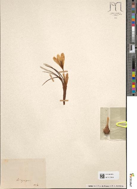 spécimen de Crocus versicolor