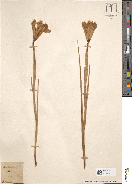 spécimen de Iris xiphioides