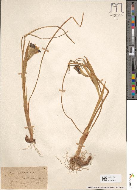 spécimen de Iris tuberosa