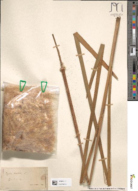 spécimen de Typha latifolia