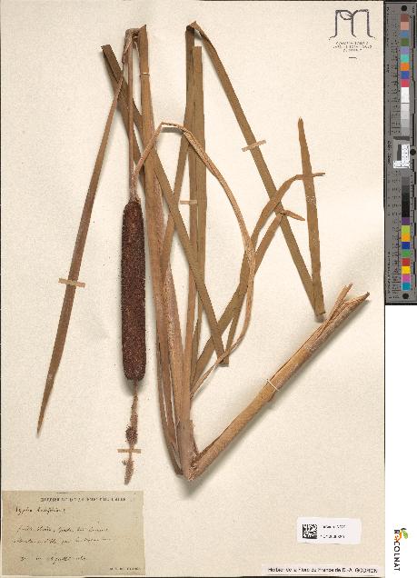 spécimen de Typha latifolia
