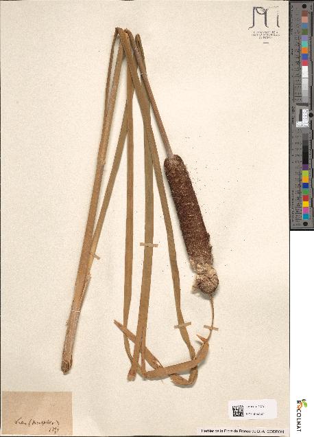 spécimen de Typha latifolia