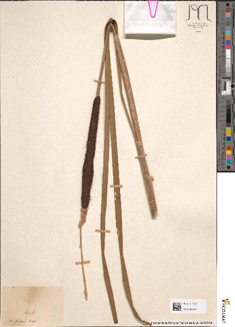 spécimen de Typha latifolia