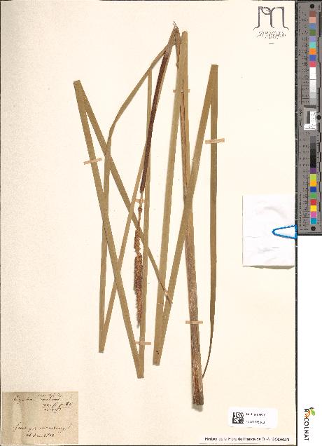 spécimen de Typha angustifolia