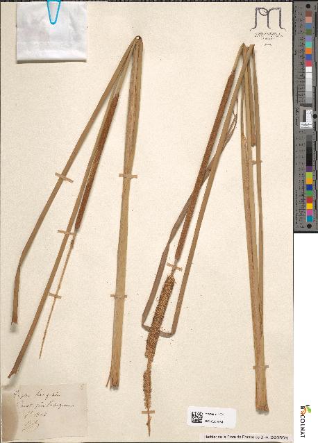 spécimen de Typha angustifolia
