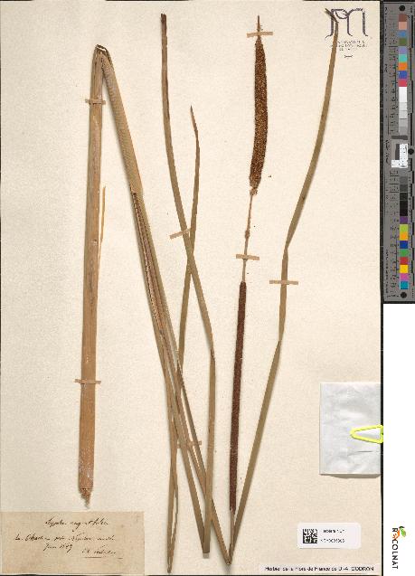 spécimen de Typha angustifolia