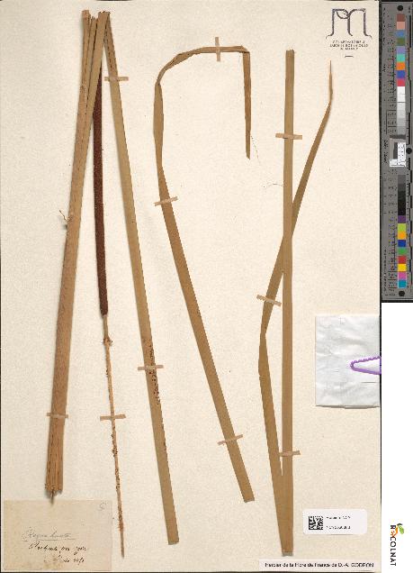 spécimen de Typha angustifolia