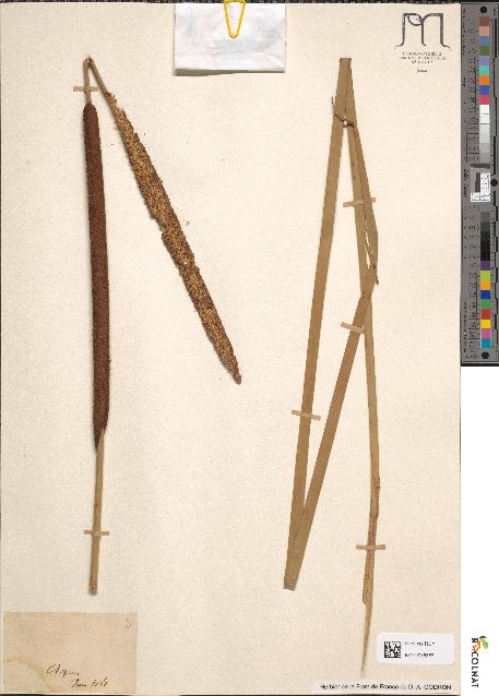 spécimen de Typha angustifolia
