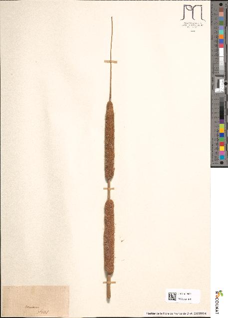 spécimen de Typha angustifolia