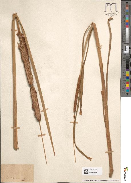 spécimen de Typha angustifolia