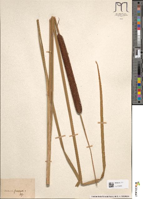 spécimen de Typha angustifolia