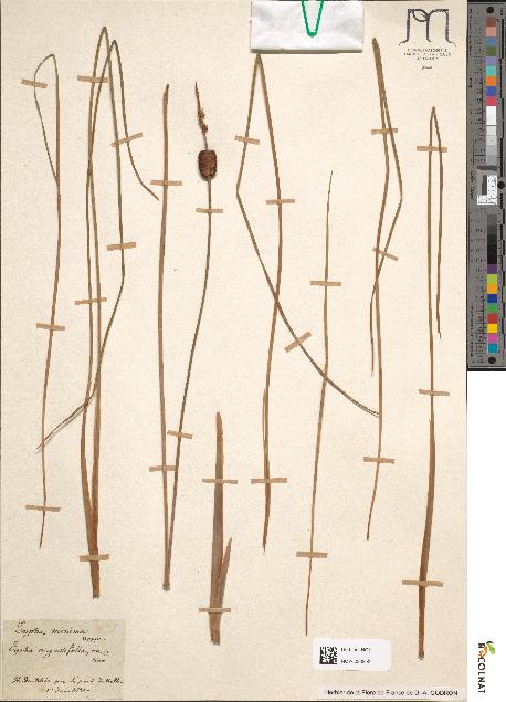 spécimen de Typha minima