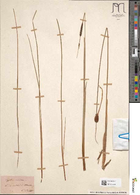 spécimen de Typha glauca