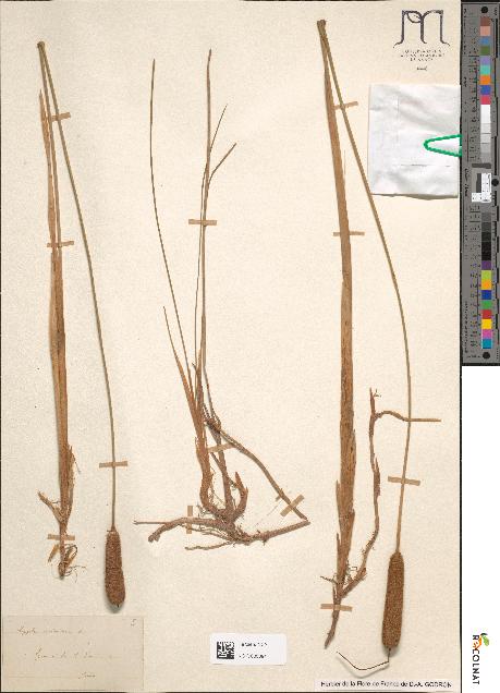 spécimen de Typha glauca