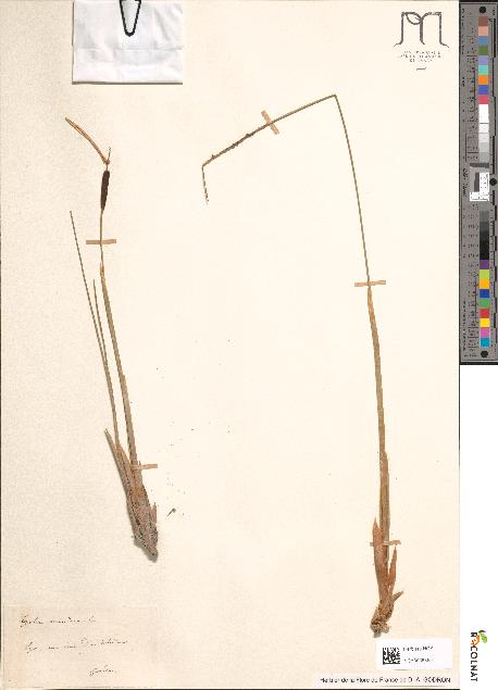 spécimen de Typha glauca
