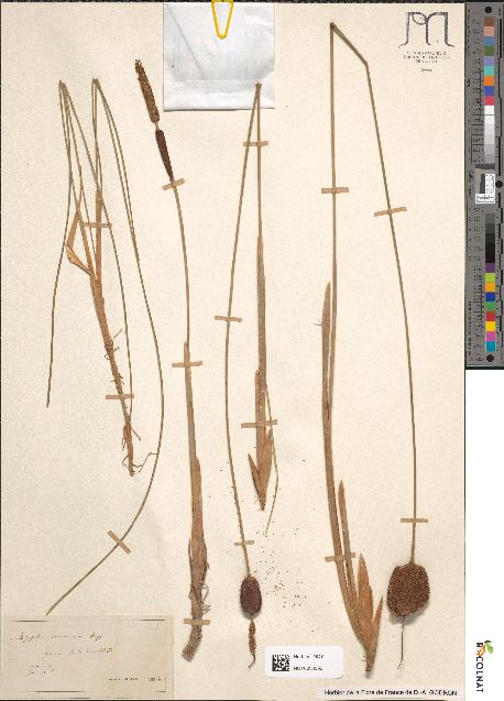 spécimen de Typha glauca