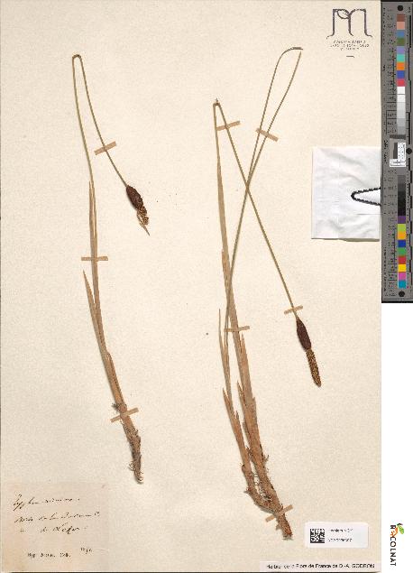 spécimen de Typha glauca
