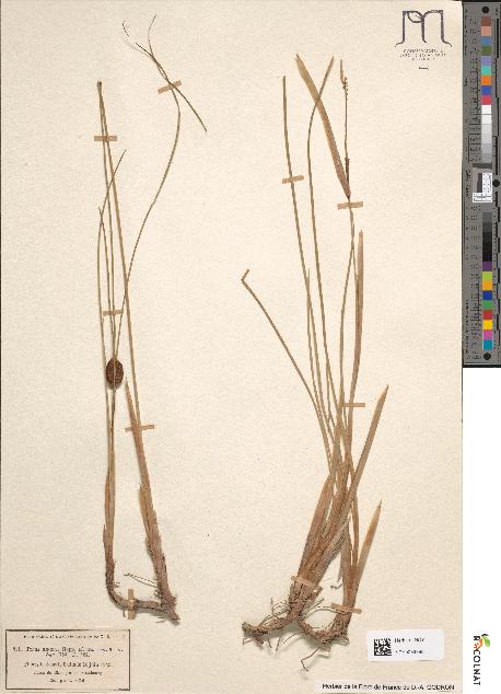 spécimen de Typha glauca