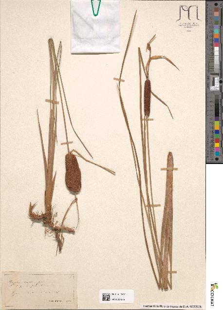 spécimen de Typha martini
