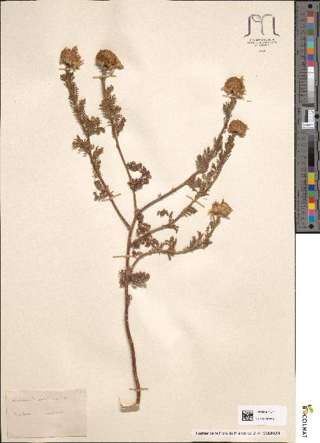 spécimen de Anthemis altissima