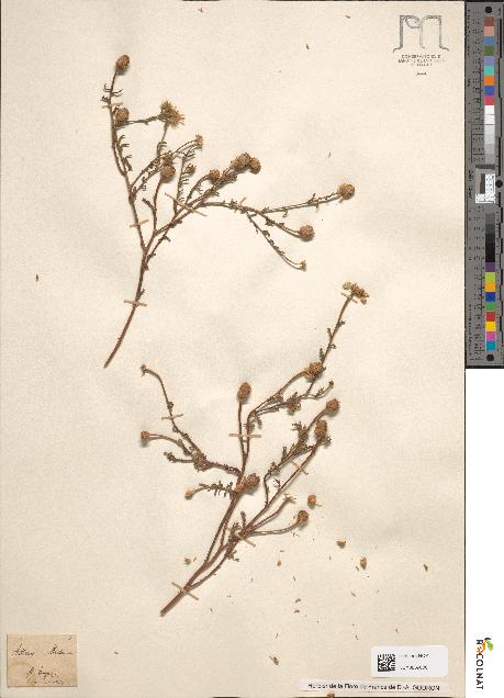 spécimen de Anthemis mixta