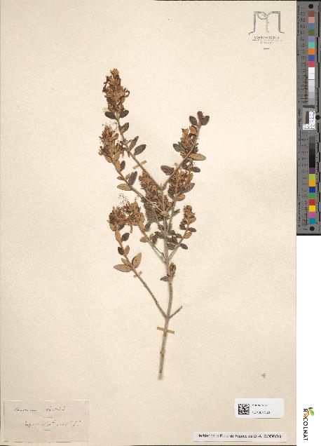 spécimen de Teucrium fruticans