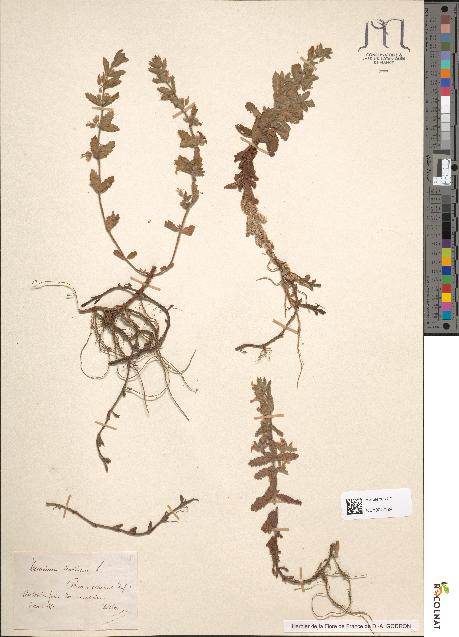 spécimen de Teucrium scordium