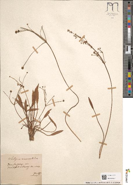 spécimen de Alisma ranunculoides