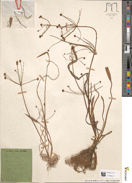 spécimen de Alisma ranunculoides