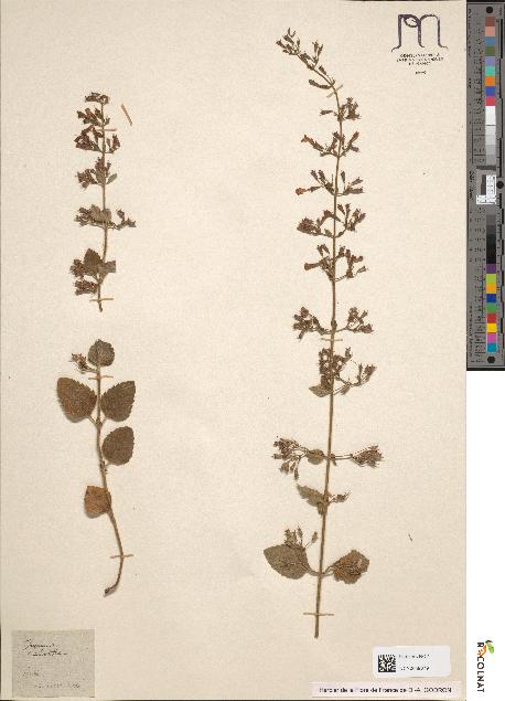 spécimen de Calamintha grandiflora