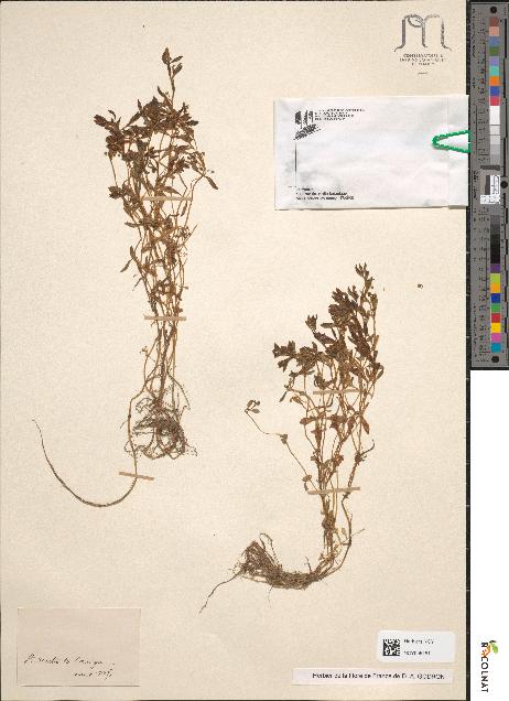 spécimen de Montia rivularis