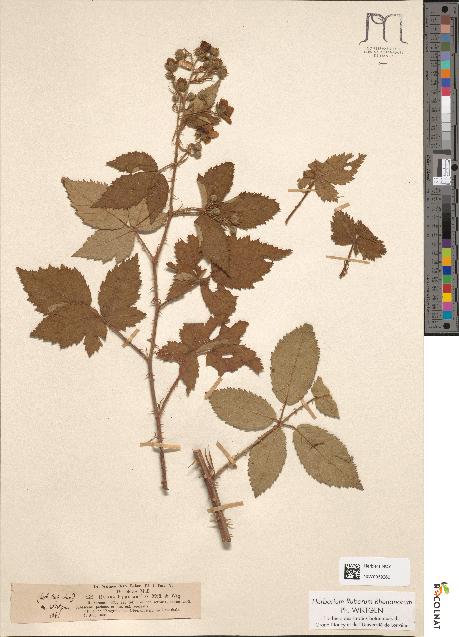 spécimen de Rubus hypomallos