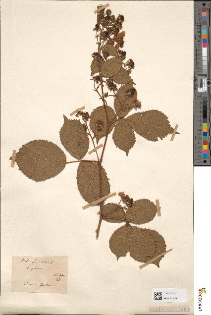 spécimen de Rubus fruticosus