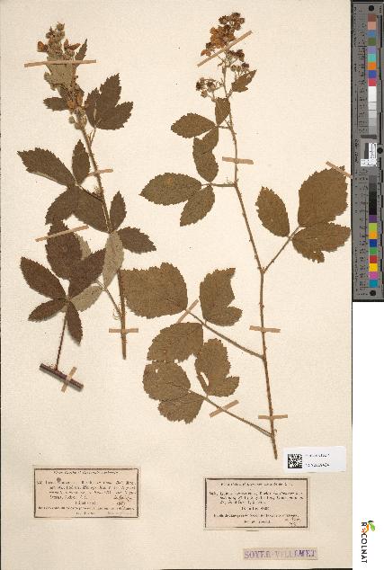 spécimen de Rubus tomentosus