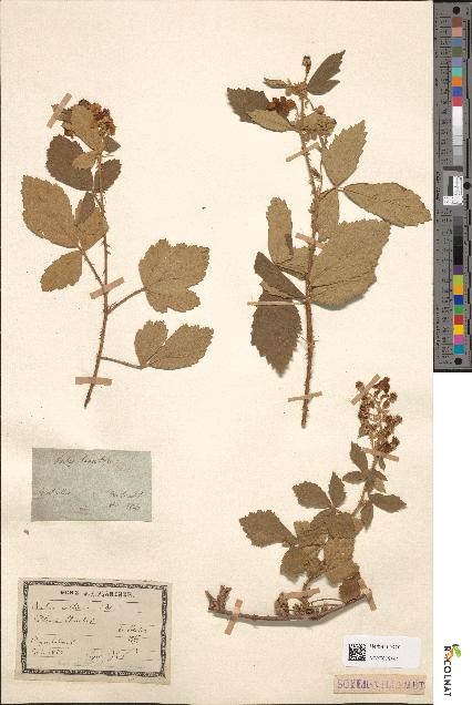 spécimen de Rubus tomentosus