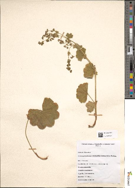 spécimen de Alchemilla xanthochlora